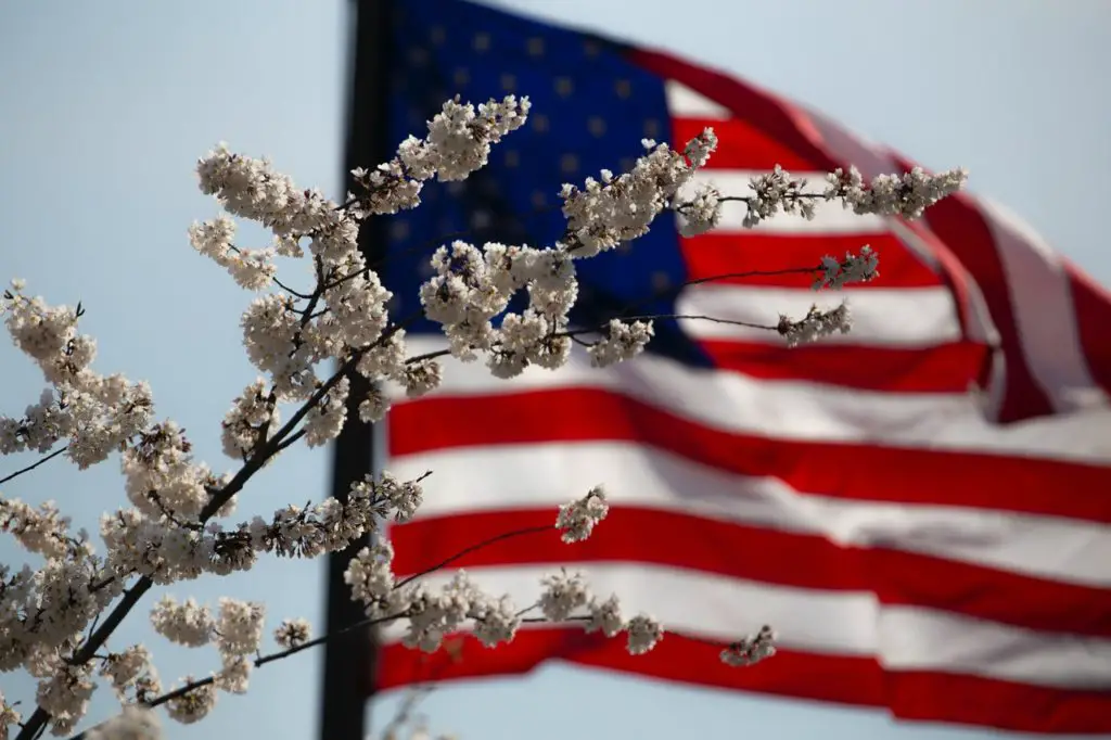 A US flag wavering behind some white flowers