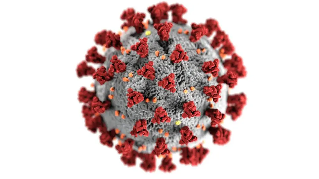 A strain of the coronavirus.