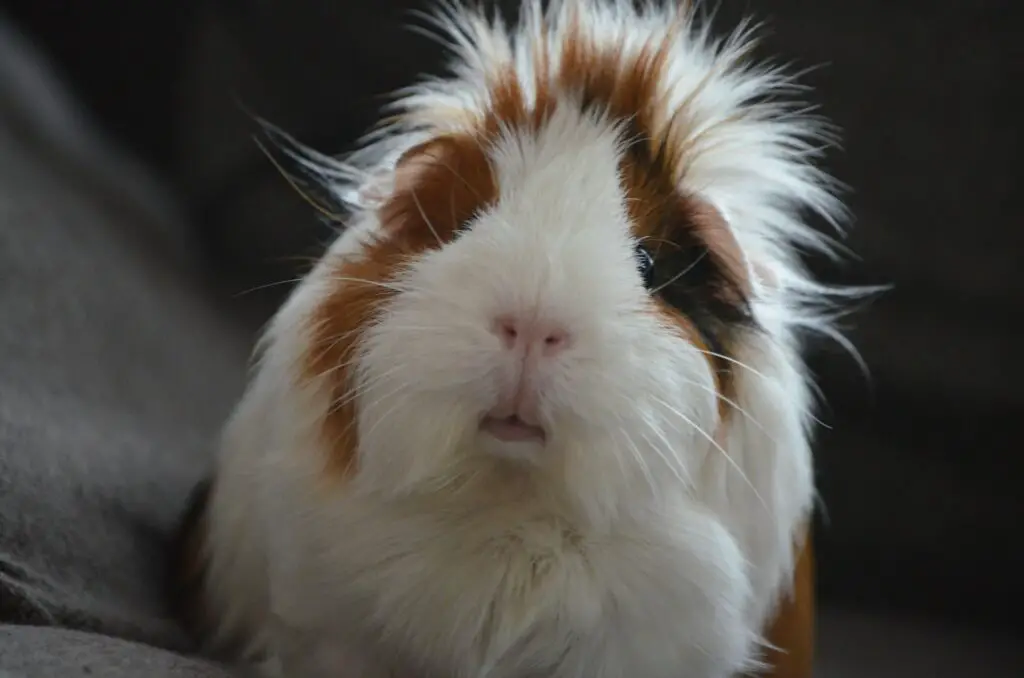 photo of a guinea pig