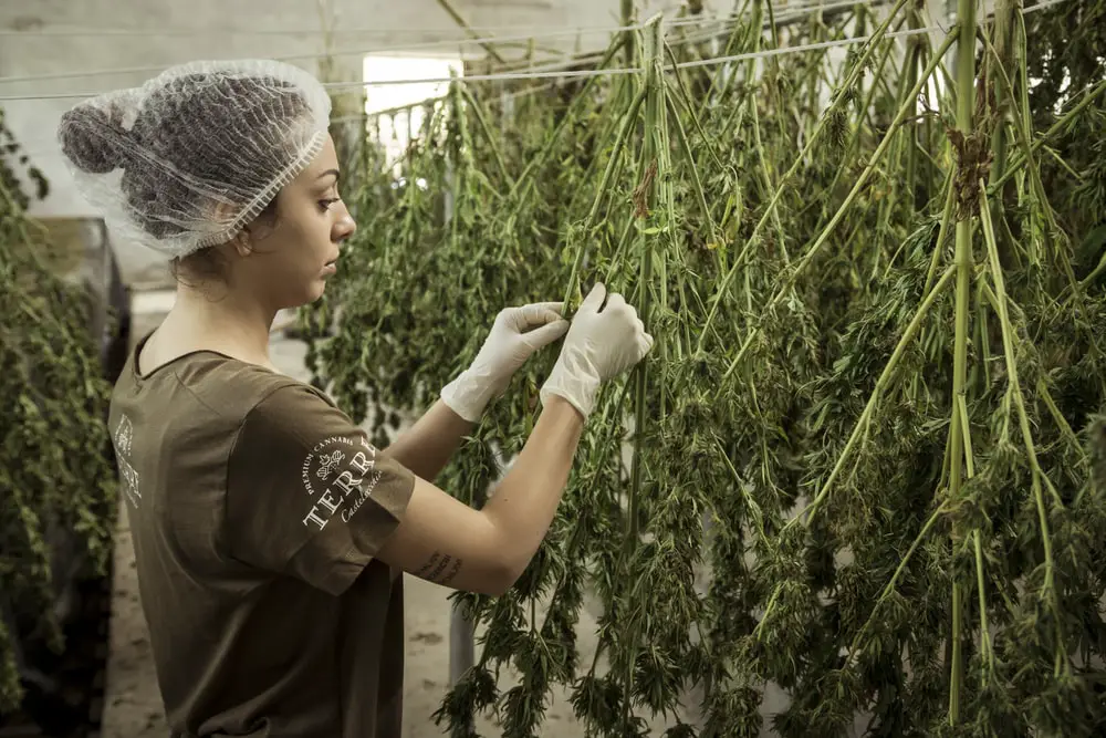 woman picking out cannabis or weed