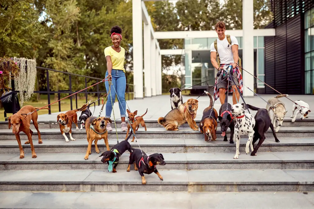 female and male students walking dogs as a side hustle for college students outdoors