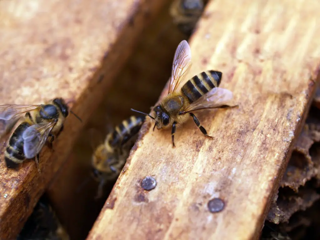 Insect farming