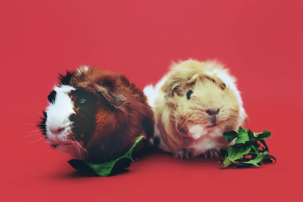two-guinea-pigs-on-red-background-with-leaves