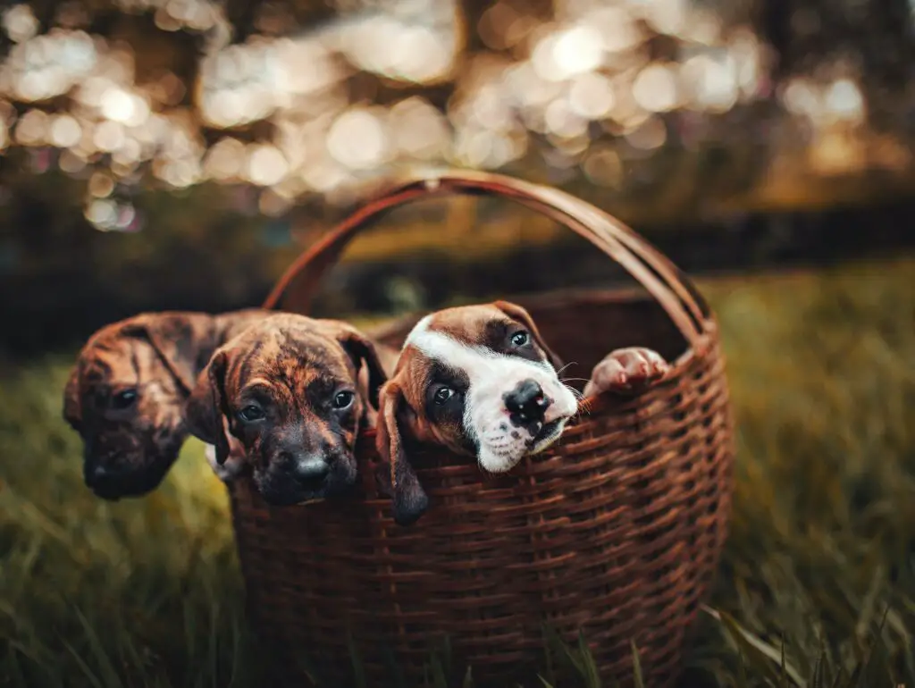 three-small-pet-dogs-sitting-in-basket