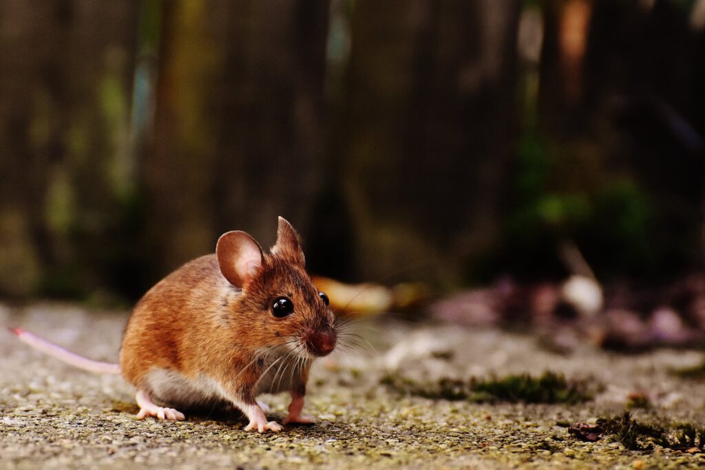 pet-mouse-sitting-on-ground