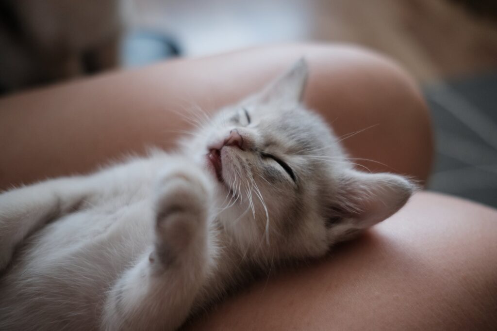 small-pet-cat-lays-on-students-lap