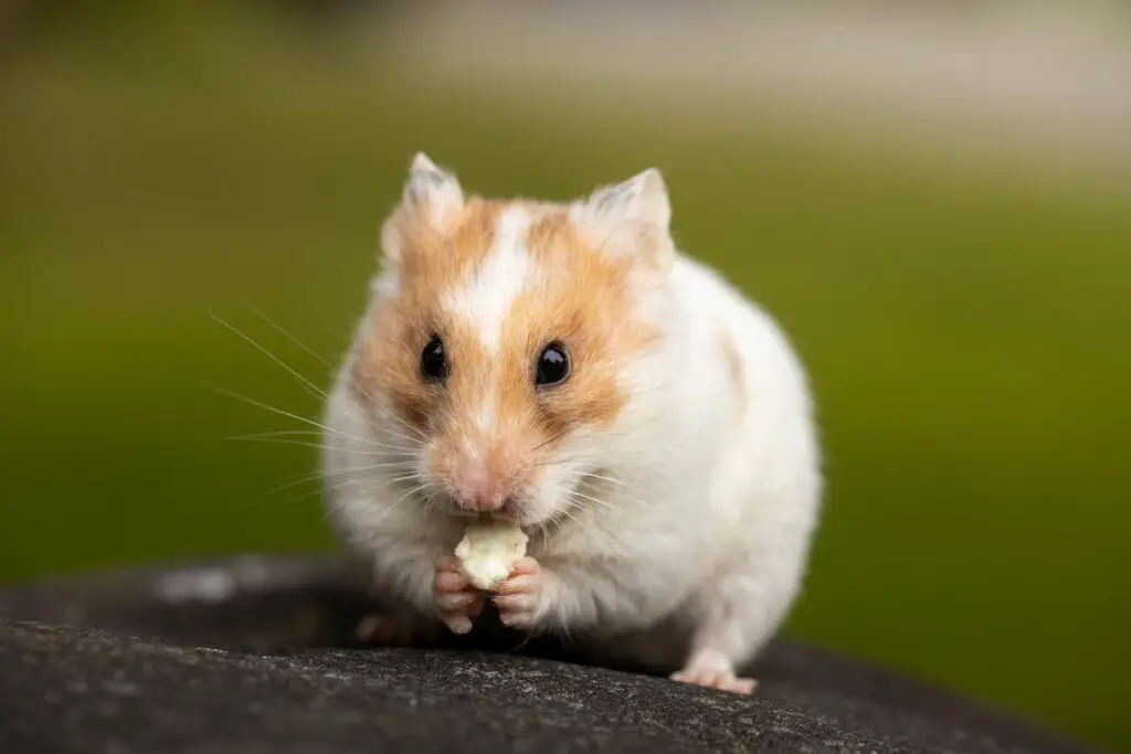 animal-hamster-sit-and-eat