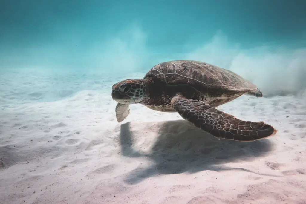 turtle-animal-swimming-in-the-sand