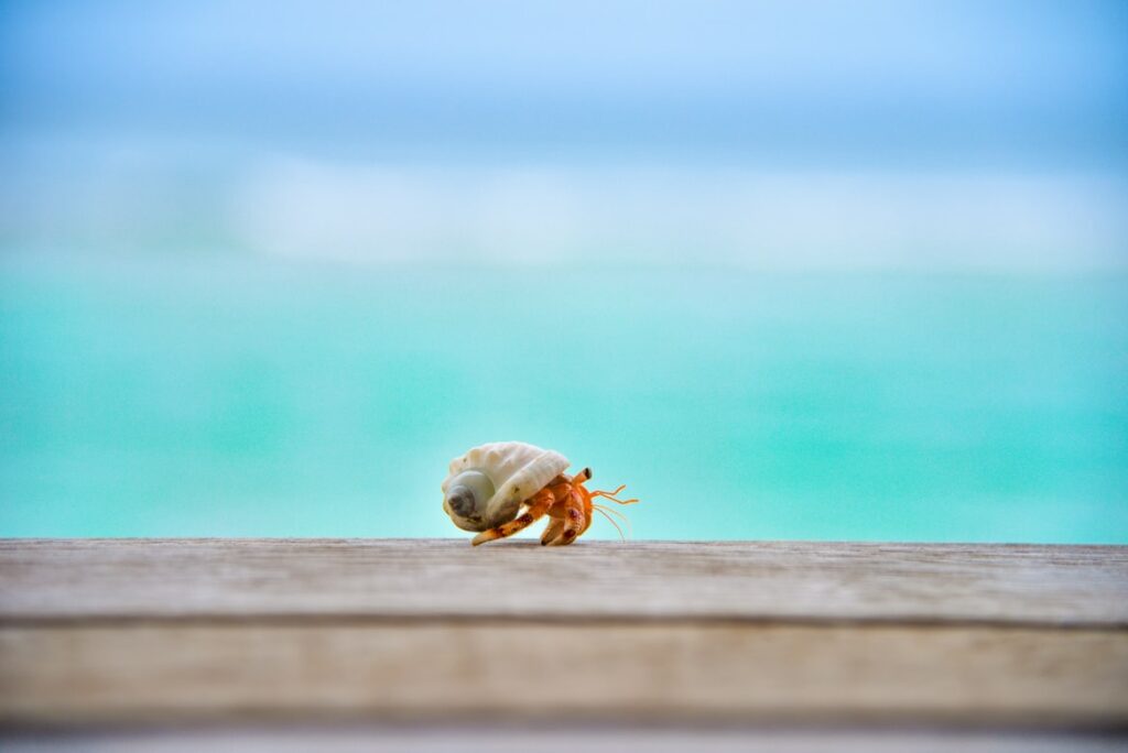 tiny-pet-hermit-crab-on-ledge