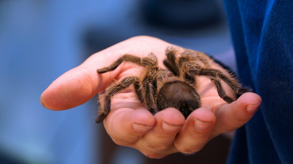 Tarantulas-held-in-hand-of-college-student