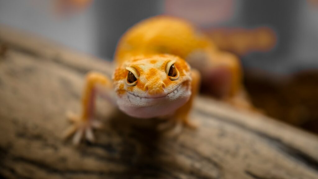pet-lizard-on-wood-looking-at-camera