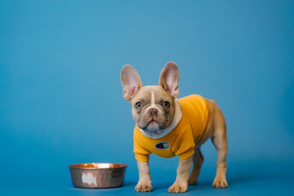 Dog with a food bowl