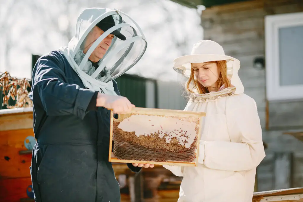 Two beekeepers working in apiary