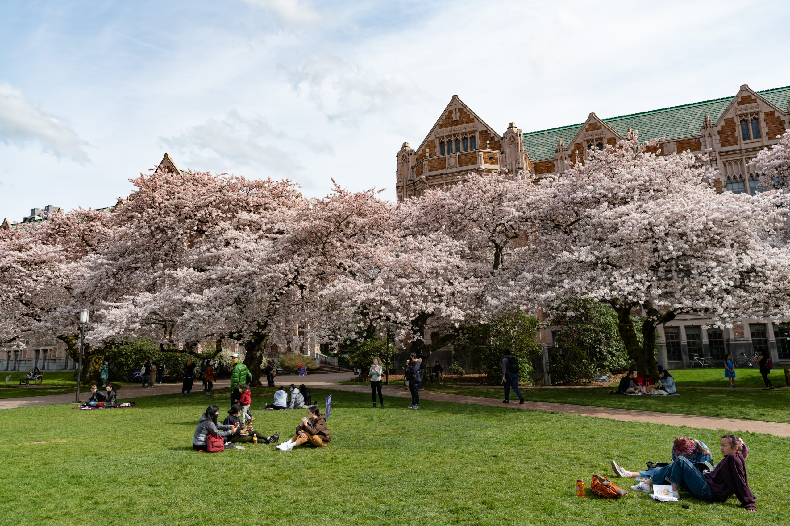Sakura blooming in University of Washington campus