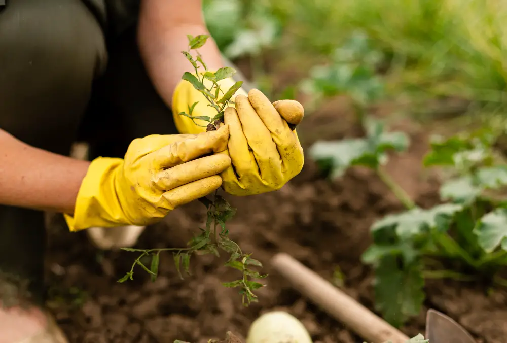 close-up-hands-harvesting-crops-during-summer-job