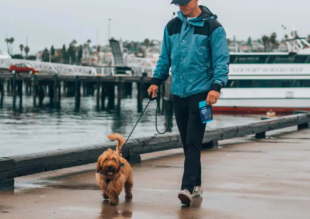 A male student working as a part-time pet sitter walking a dog along a pier