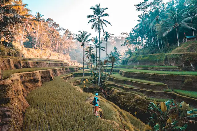 male-college-student-exploring-the-rice-fields-in-Tegallang-Indonesia-for-his-study-abroad-program