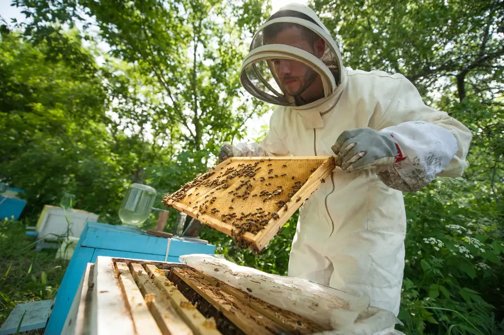 male college student wearing a bee suit checking bees outdoors